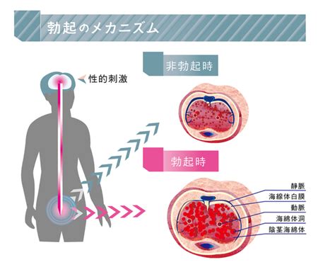 男 イク感覚|【医師監修】男性の性的興奮のメカニズムと性機能障。